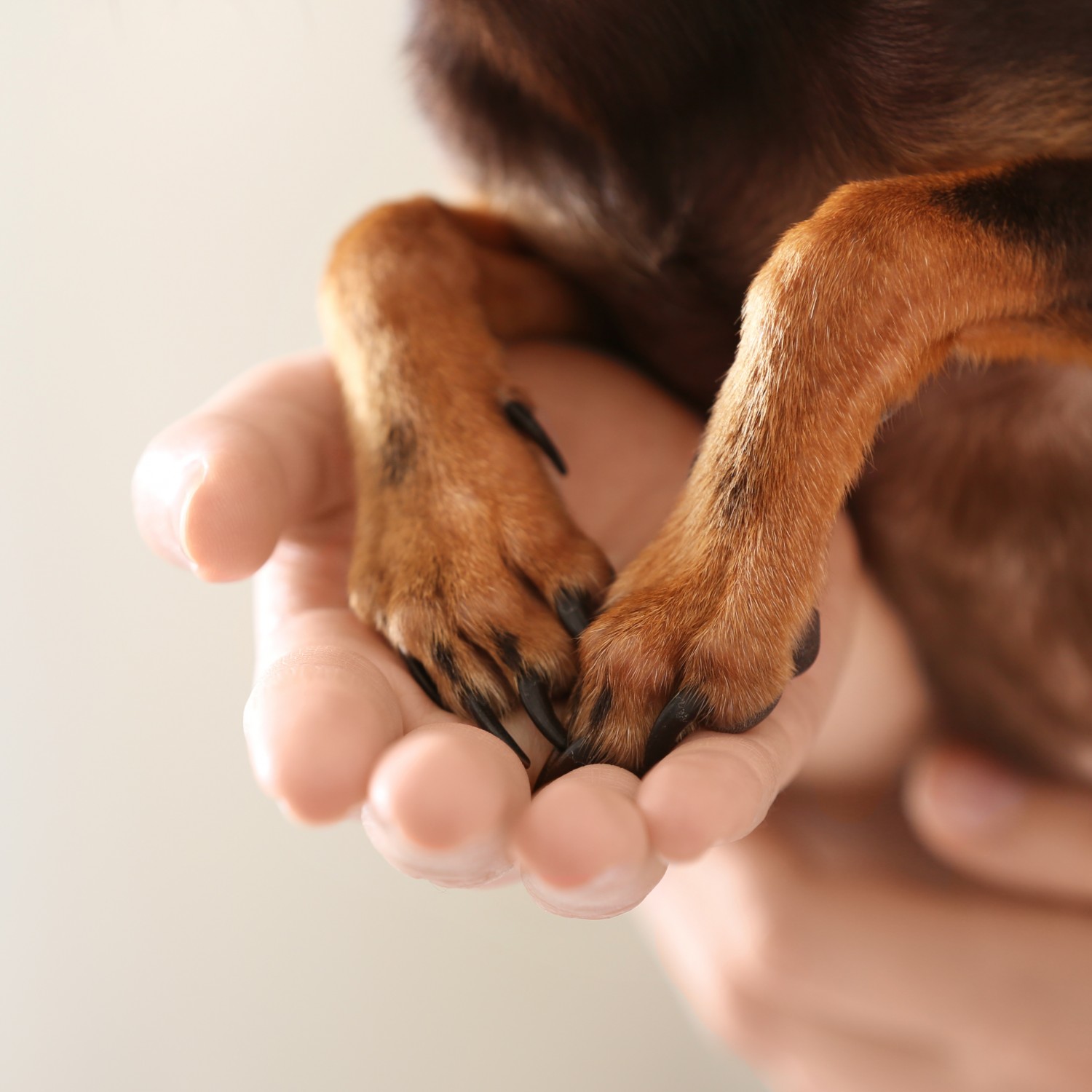 Support Staff - human holding dogs paws