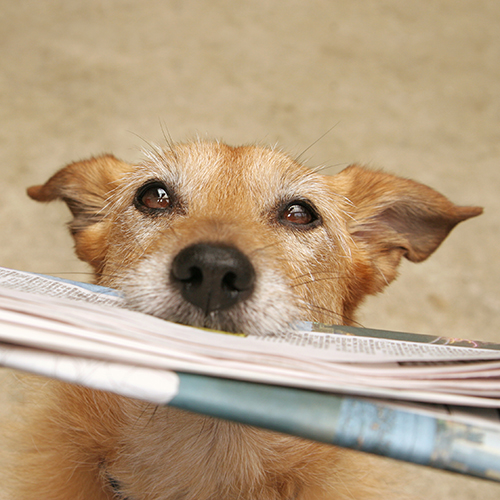 Dog Holding Newspaper in mouth - In the News