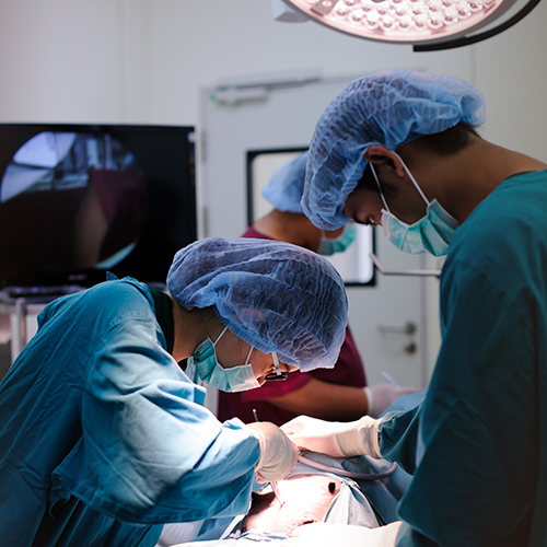 Veterinary Shortage - Image of veterinarians performing surgery